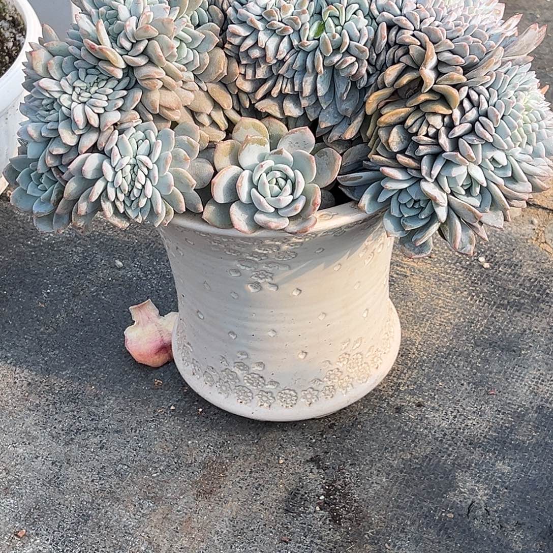 程成多肉植物梦之雪缀化