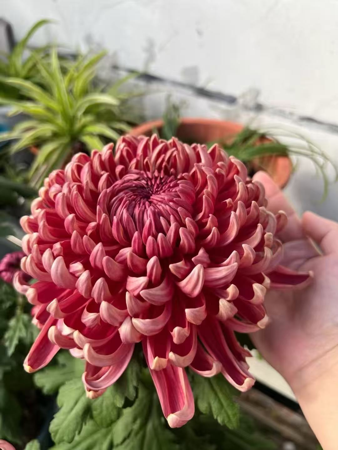 九月菊【红国华】菊花盆栽 大花富贵菊  好养活