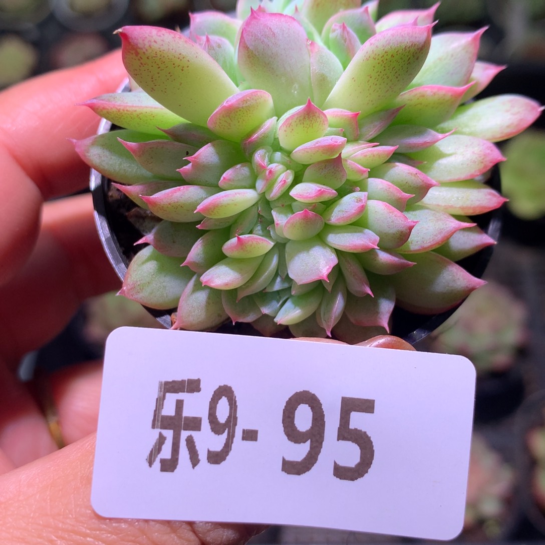 乐然 9-95 新品缀化 