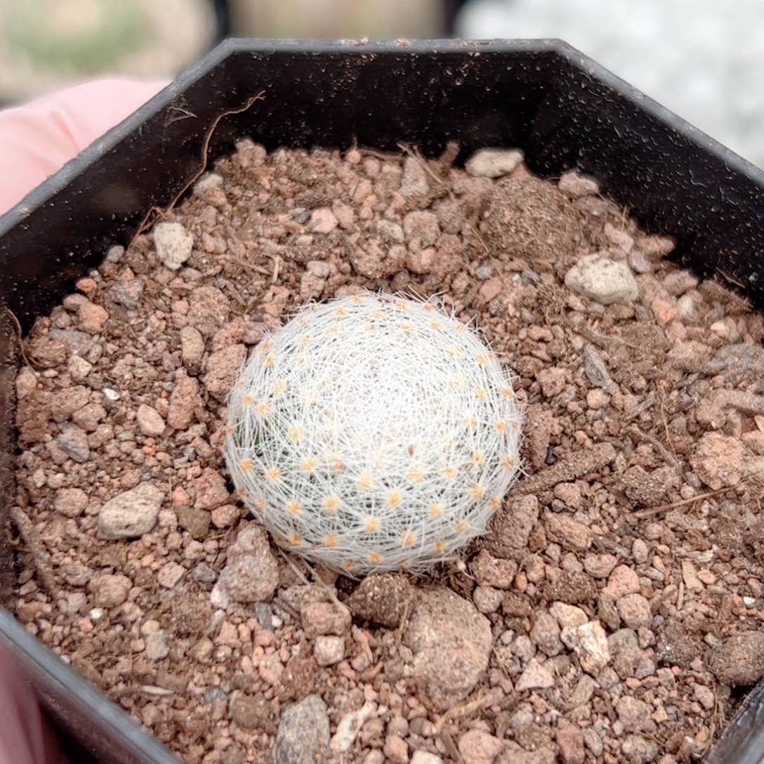 实生 白娟仙人球