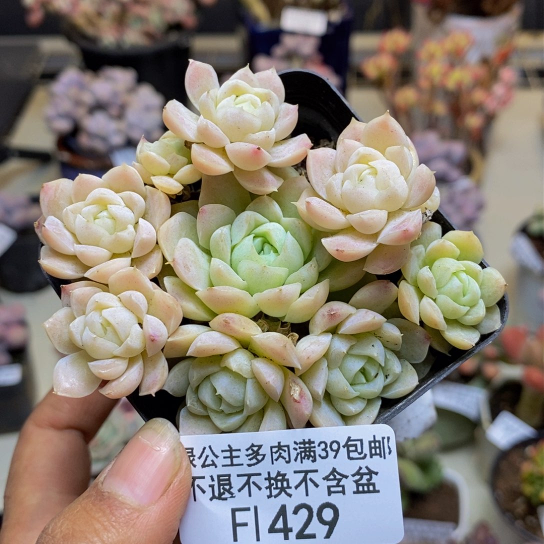 429白月影多肉6c m