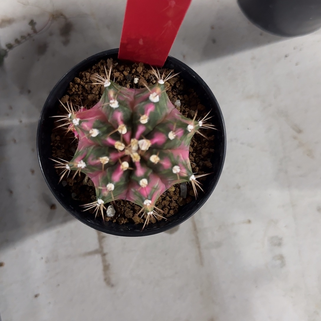 600-0424泰国发货