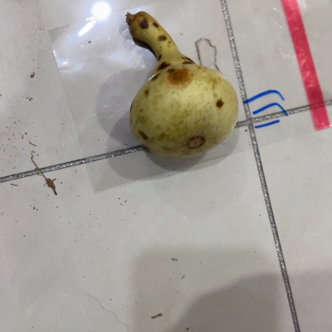 无***敌葫芦赶紧喝CVG好好VVV不拿