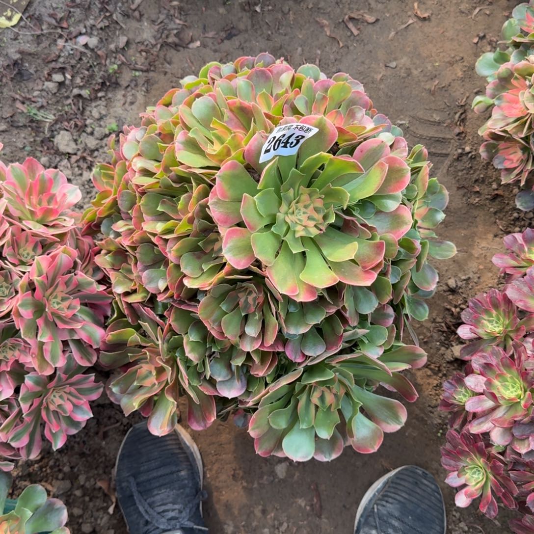 乖***姐18-9法师香妃2643