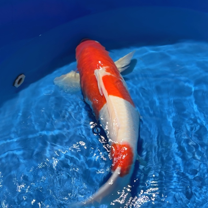 锦鲤板井红白专拍