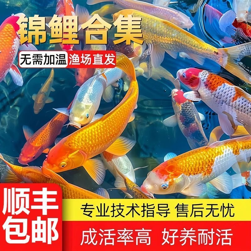 （绿牌）201-300号锦鲤观赏鱼非草金活体冷水大型黑金黄金白金红白