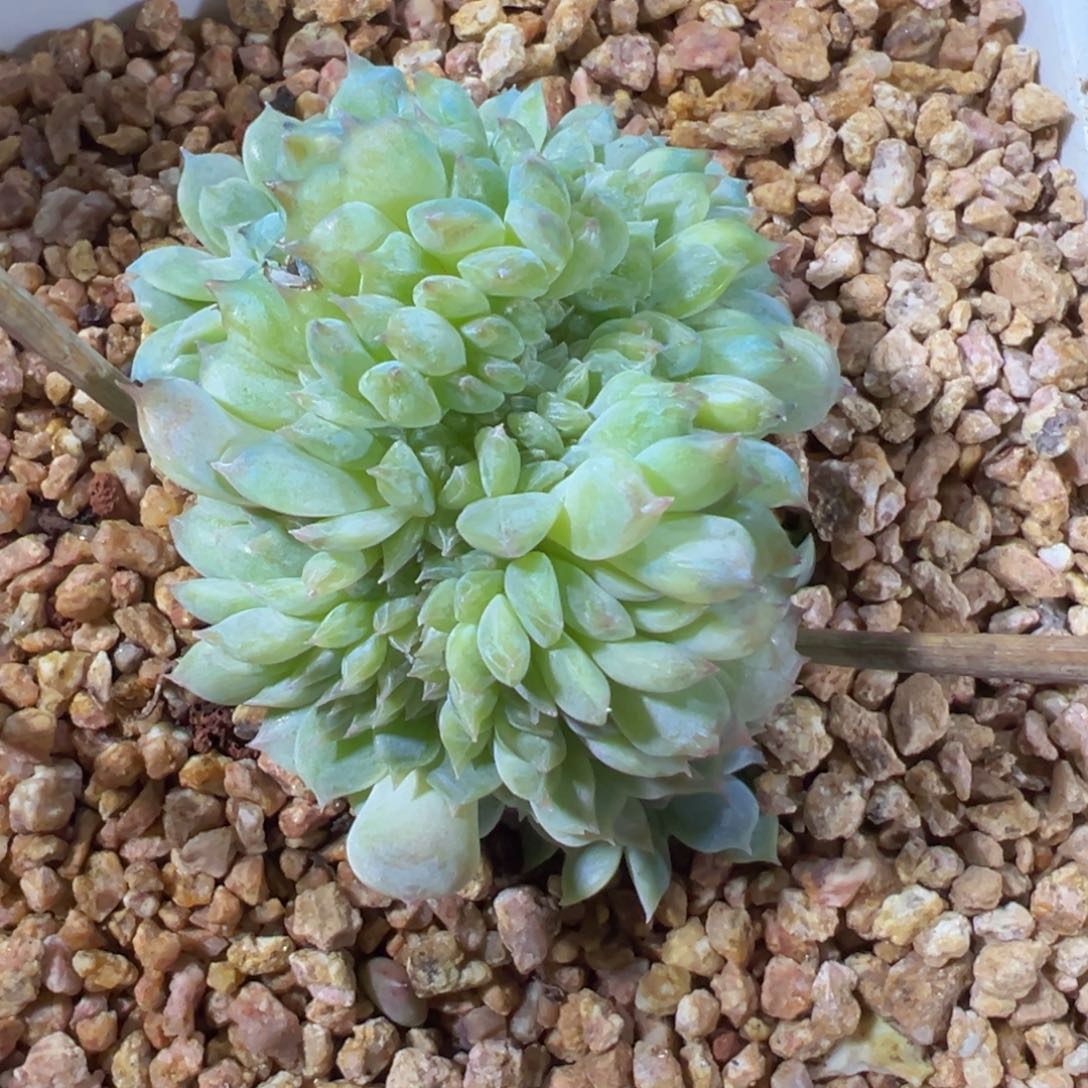  新年快乐 新年快乐