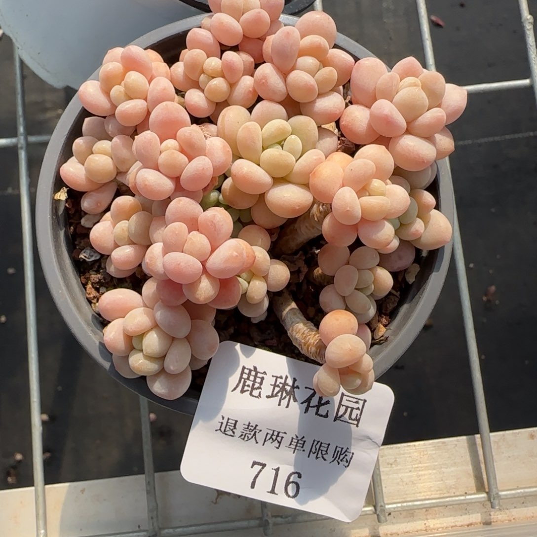 闪购精品多肉散裙716