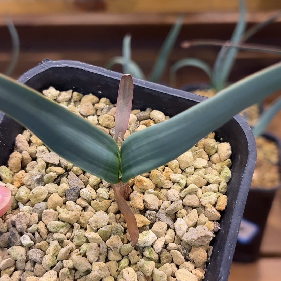 汤圆植物8百岁兰好看