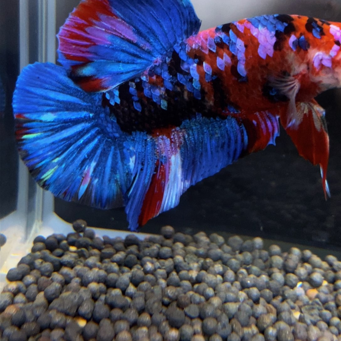 热带鱼公387巨斗