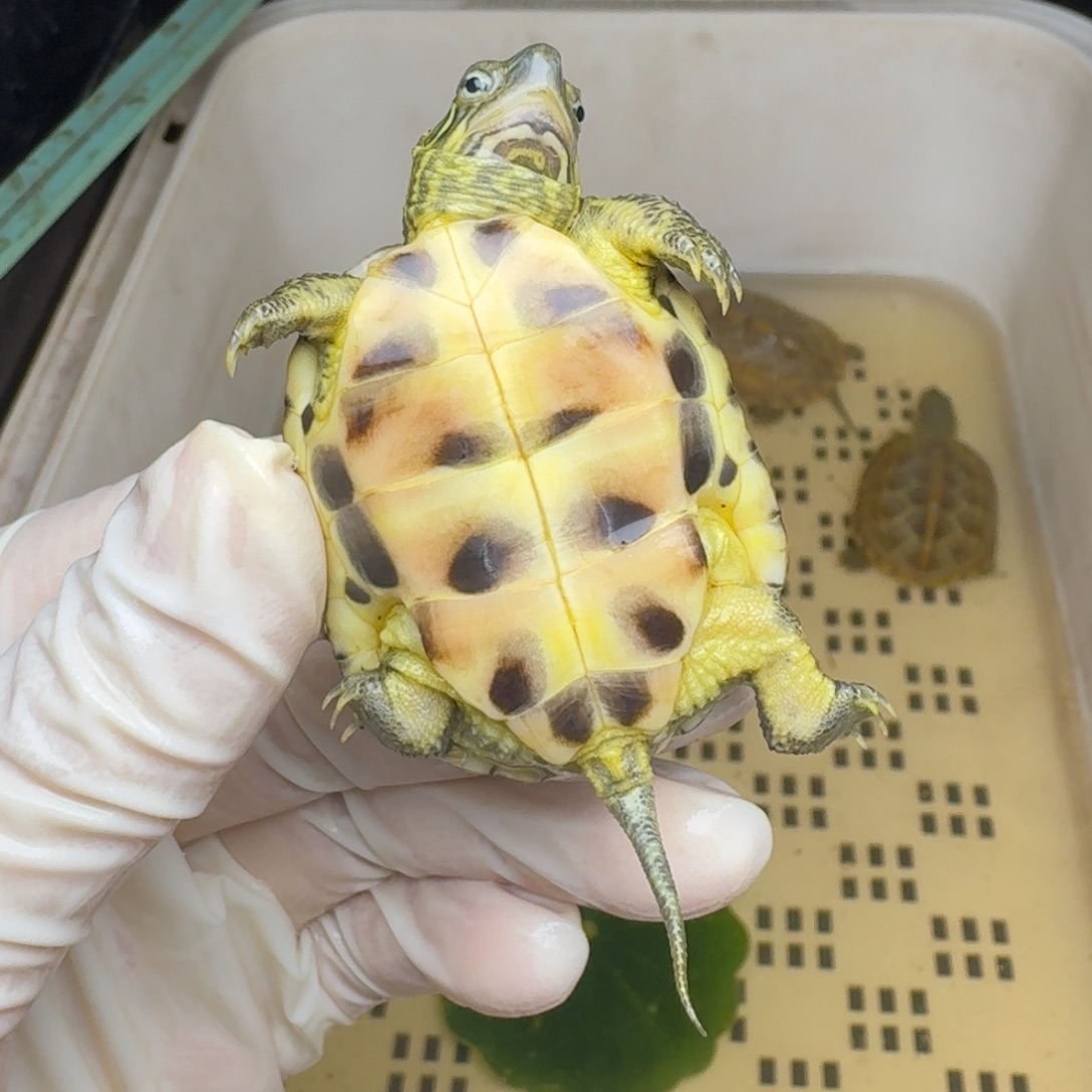 ****࿐绿毛龟母黄肉黄肉