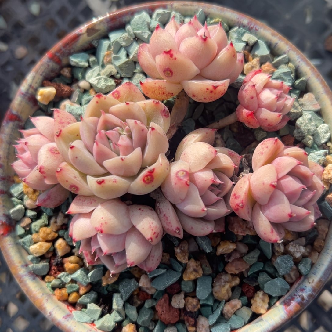 绿龙精控多肉一物一拍