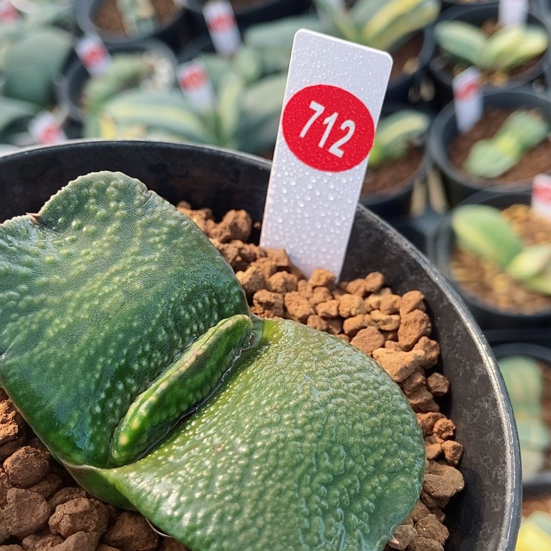 712军配蝴蝶卧牛实生带盆发货