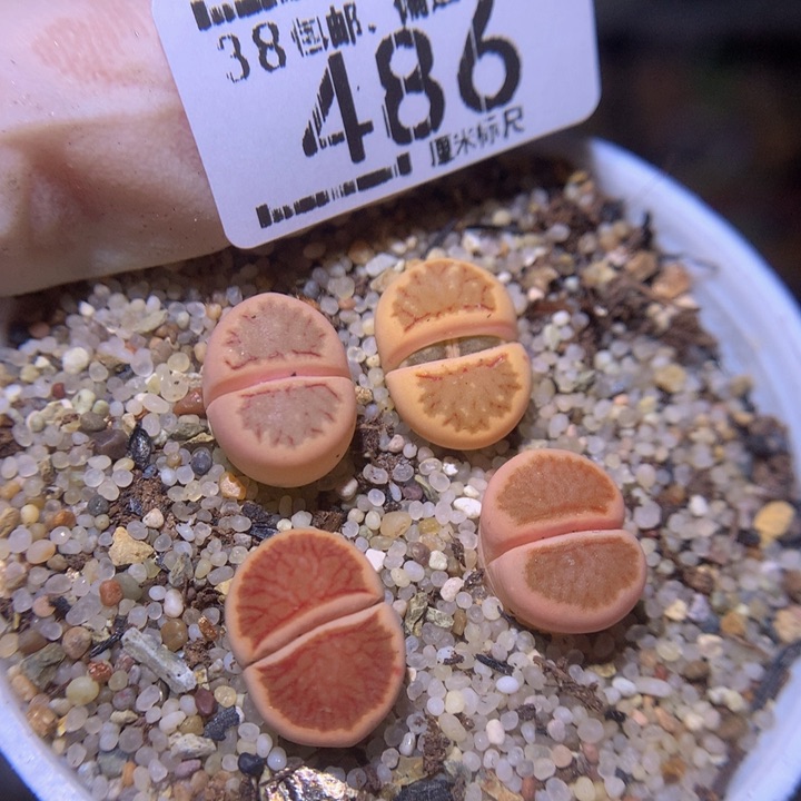 S精品生石花.486