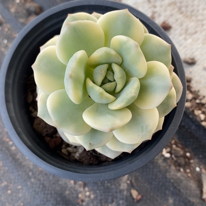 完全开放Ꭽ****香草锦