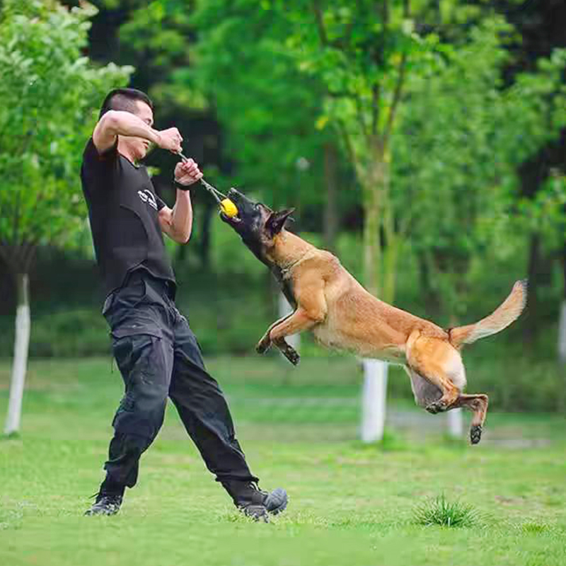 【杨班长】纯种马犬幼犬出售宠物狗狗活体护卫犬爆红黑红黄马犬大型