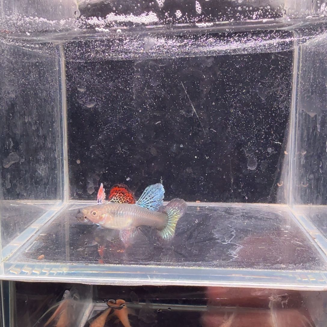 孔雀鱼大背血红1对