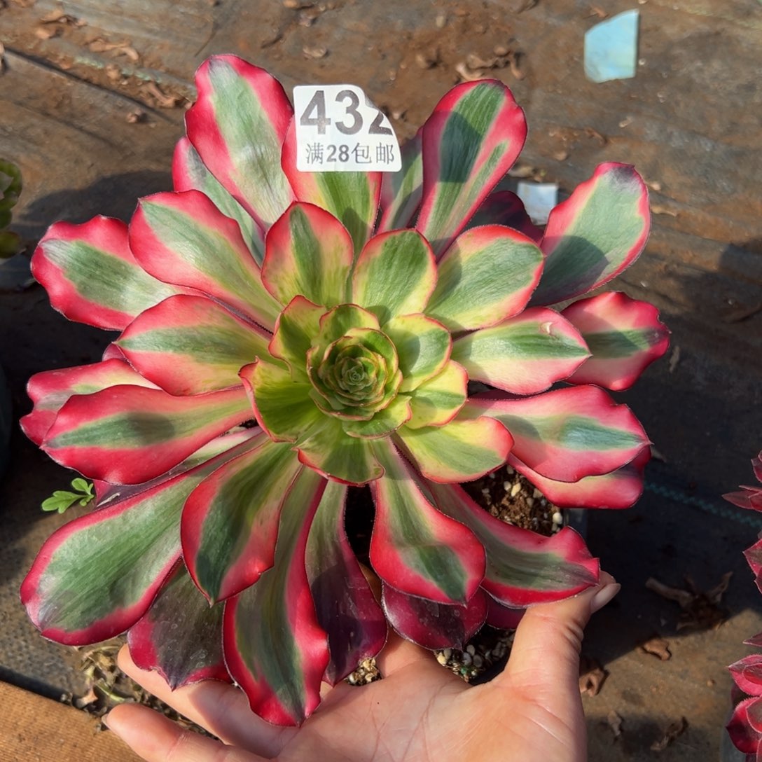 多肉植物432红魔女