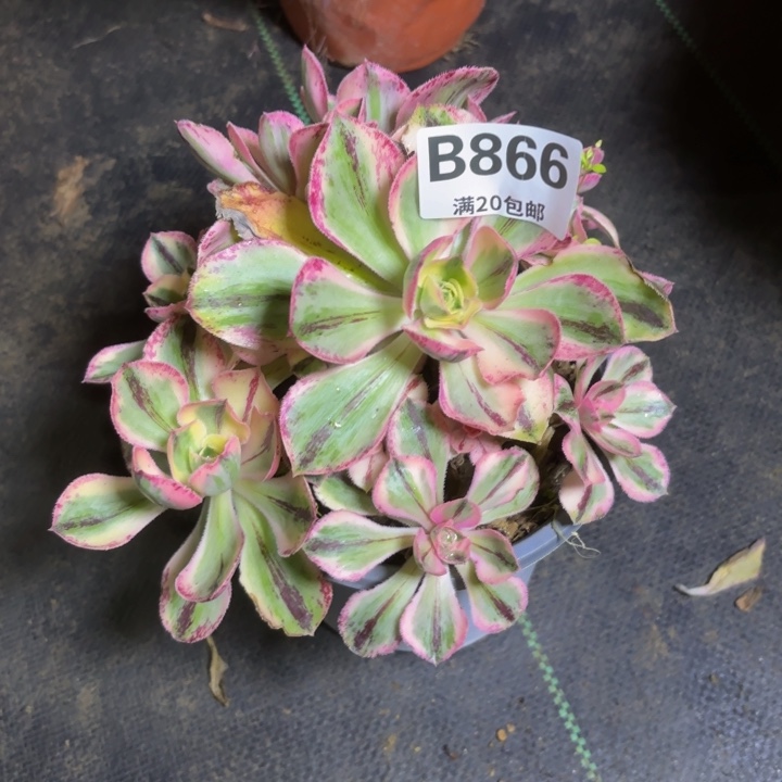 瑞妈一物一拍866