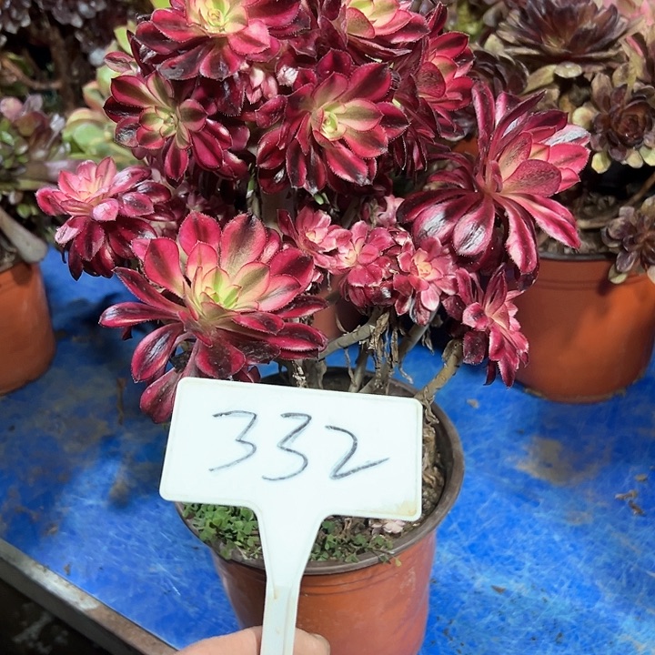 a***乐多肉植物香奈儿母本不售后