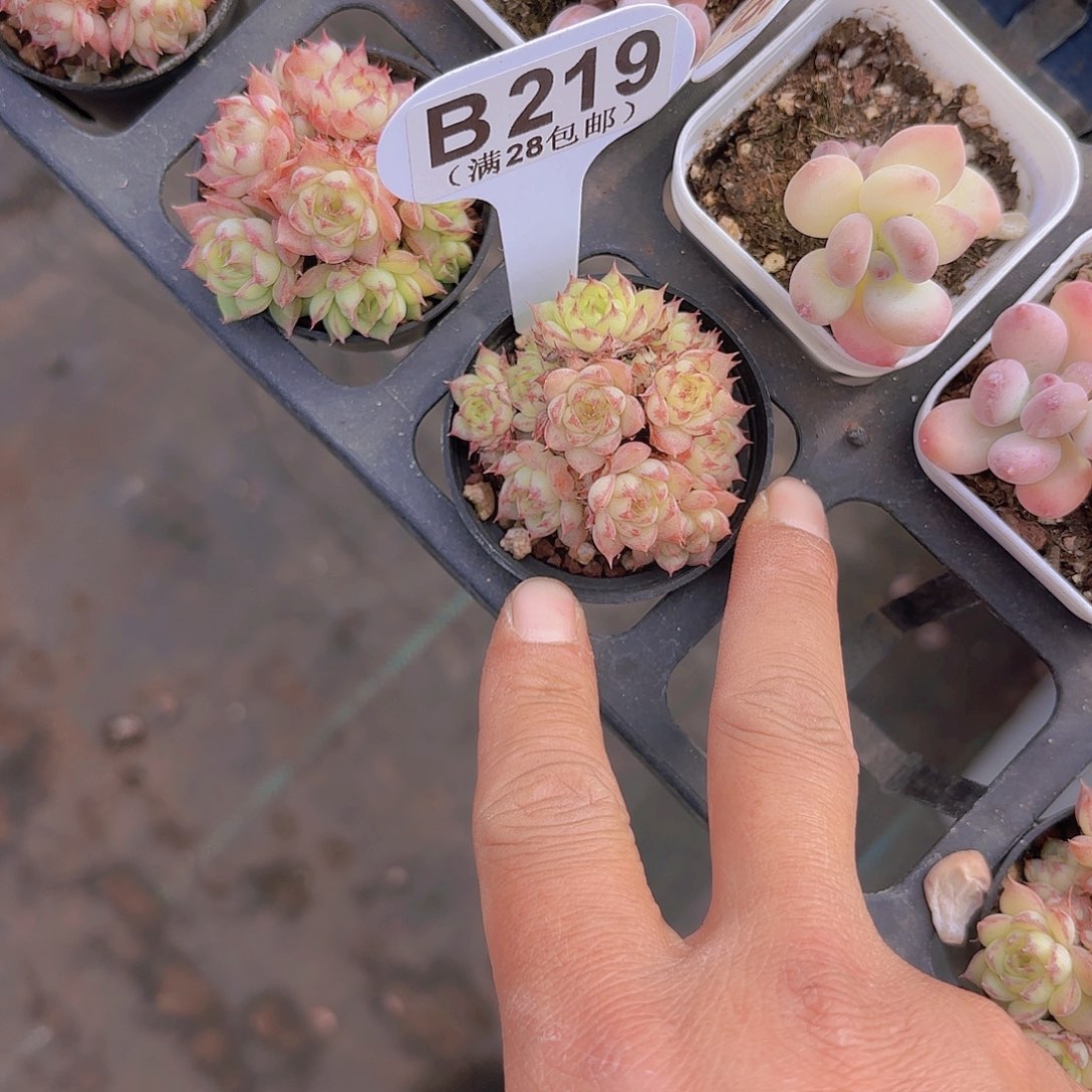 B219虞姬一物一拍