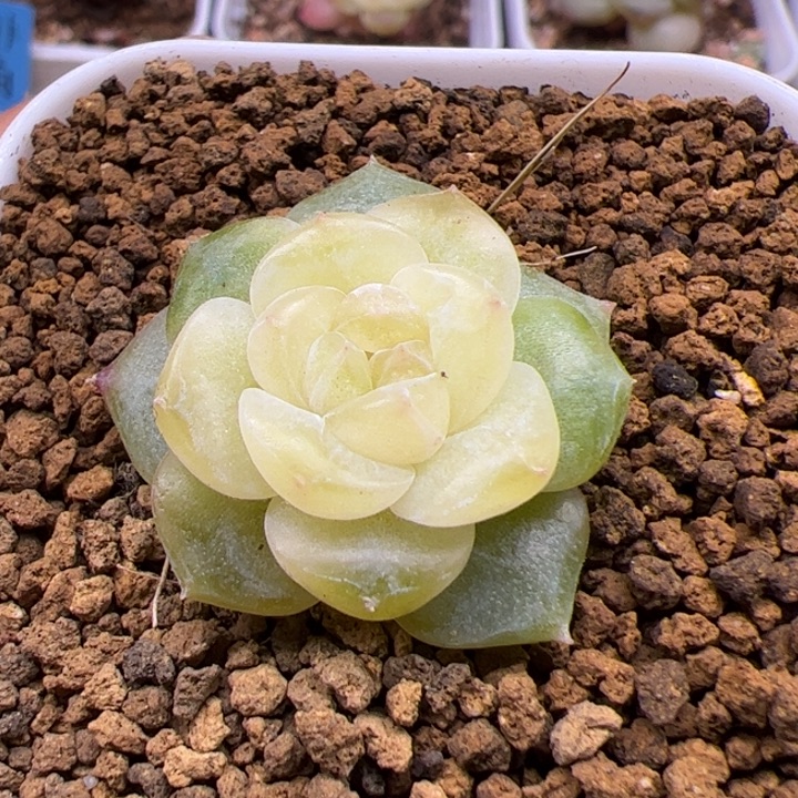 一物一拍，精品糖心，尺寸不大，介意勿拍