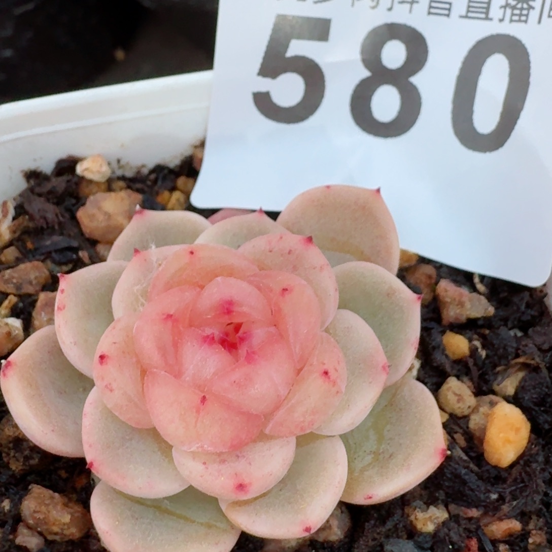 甜心福利         精品多肉