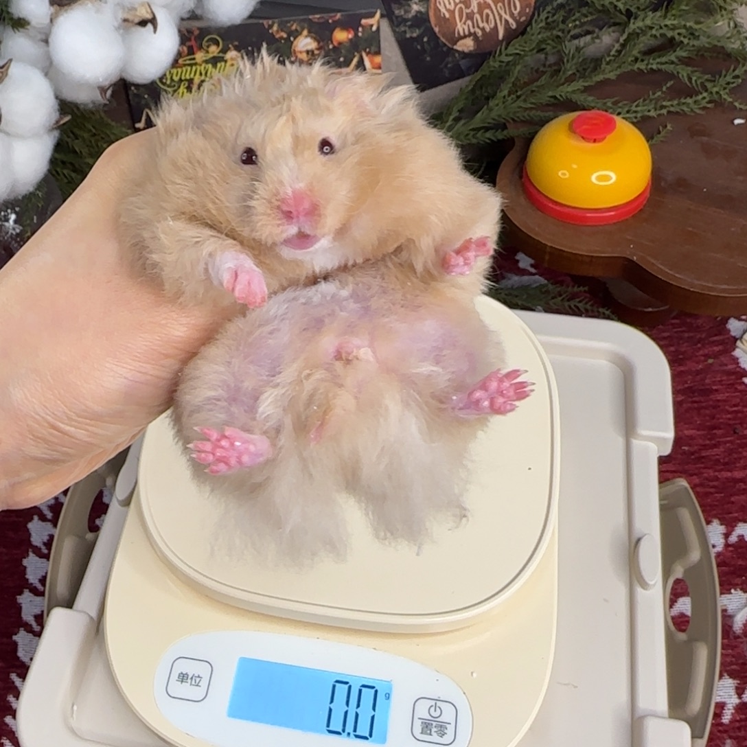 卷毛香槟妹妹10.25