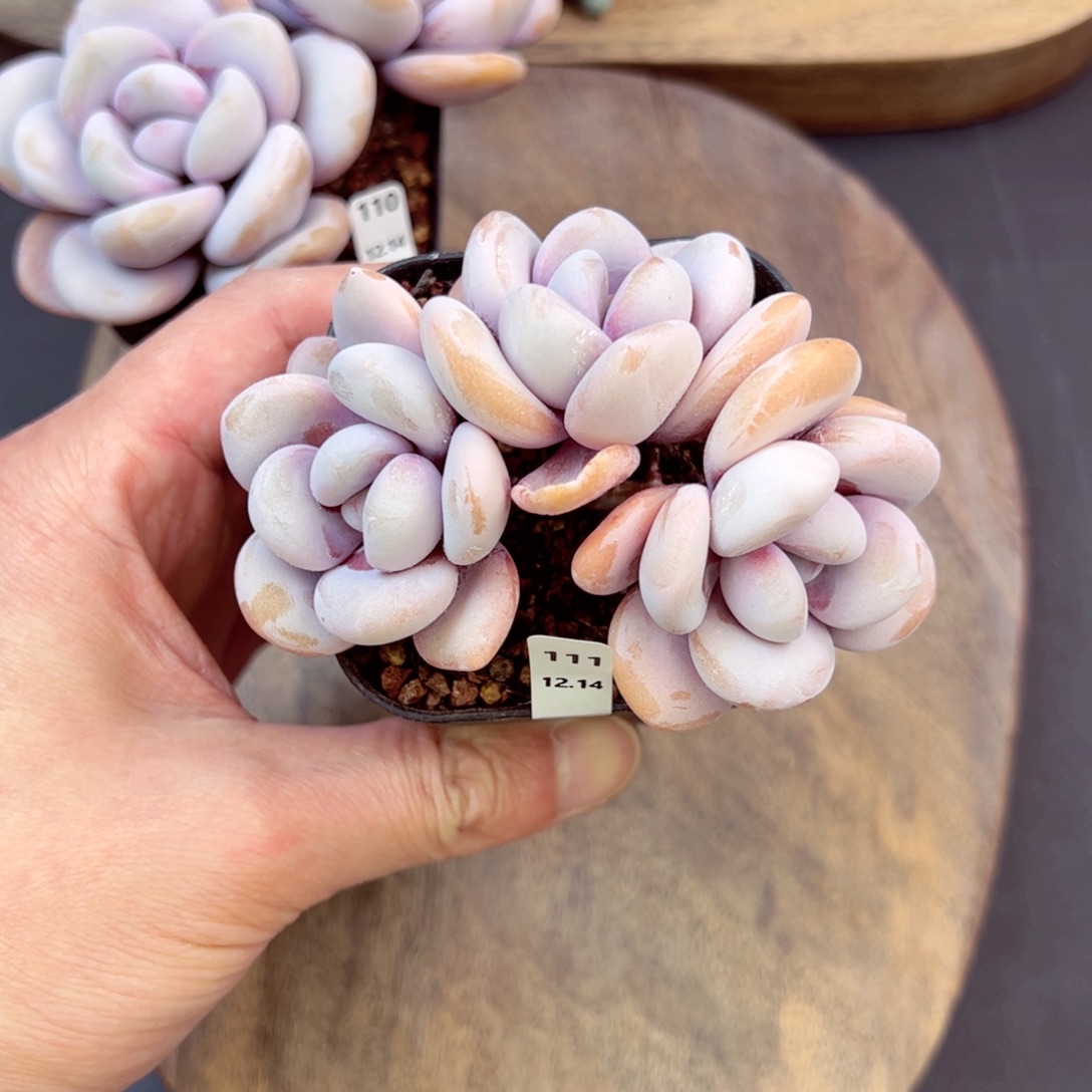 好好看111、哈哈哈哈