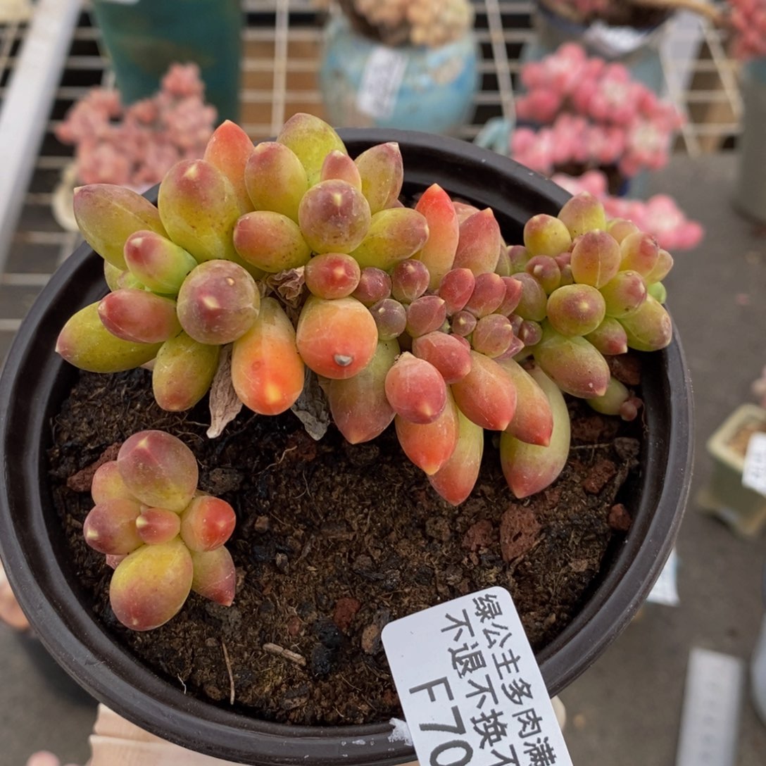 香蕉树缀900/9c m