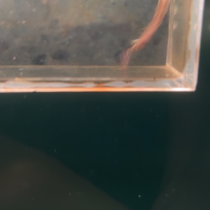 灯科鱼粉色牌12号 马蒂拉公