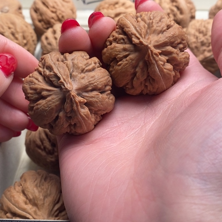 8***9霸王龙全品无修一刀没动