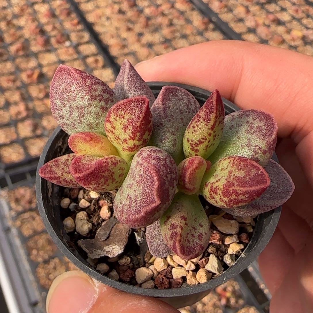 艾薇水泡多肉植物