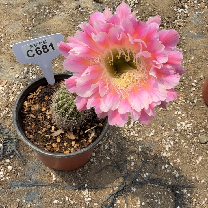 彩草云羽3公分特价一颗C681