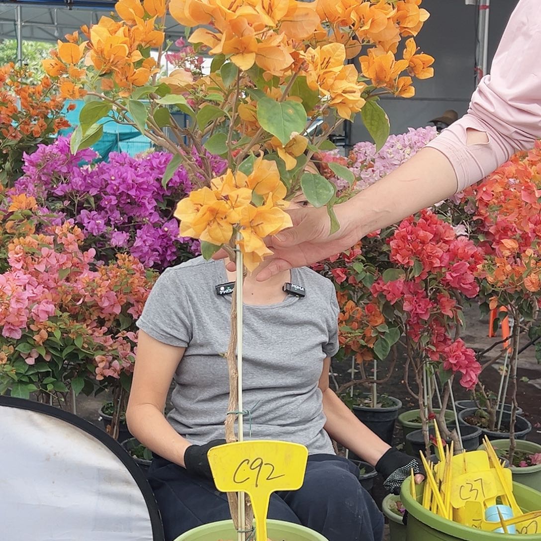 小***鸟大部分花苞少量开放C92金色光辉