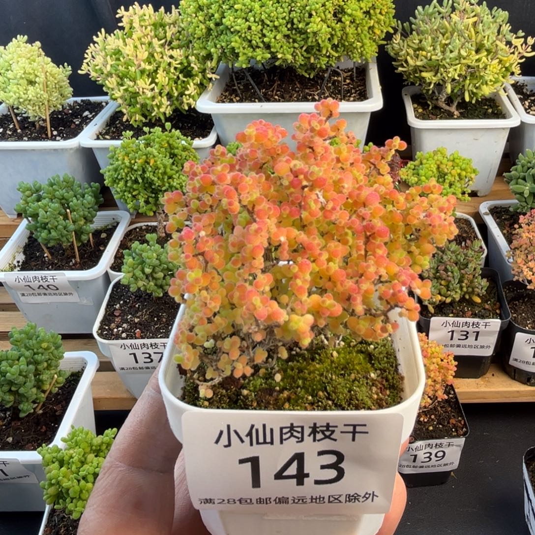 143枝干番杏精控彩蜜橘