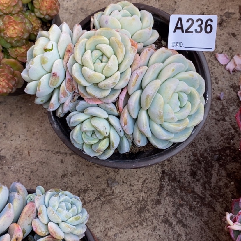 【闪购商品】?****多肉植物