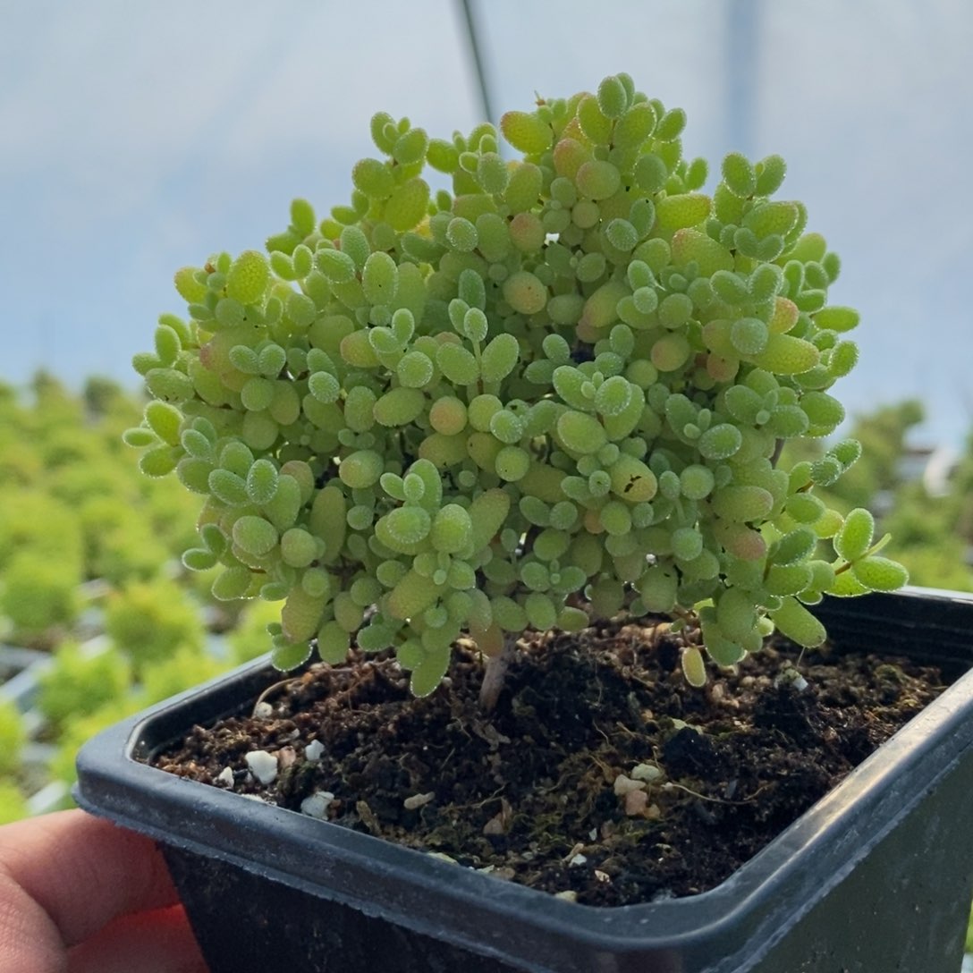 144号蜜橘糖球枝干多肉