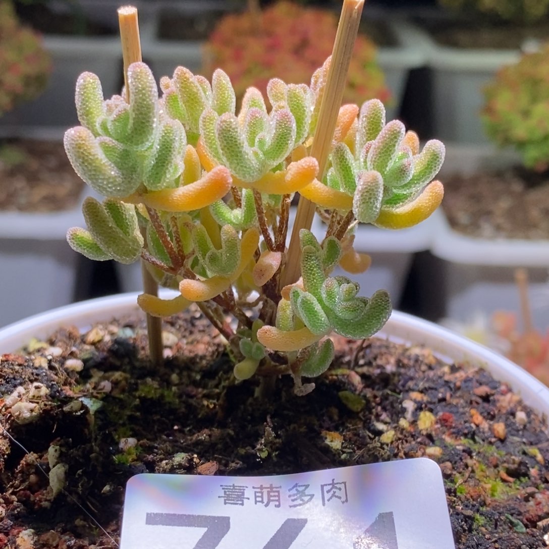 冰晶枝干番杏761