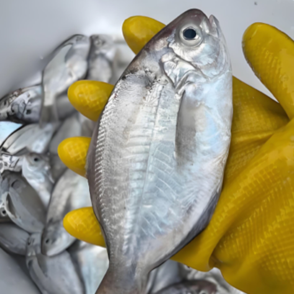 汕尾本港浅海小船南昌鱼，肉质鲜美，嫩滑马口鱼