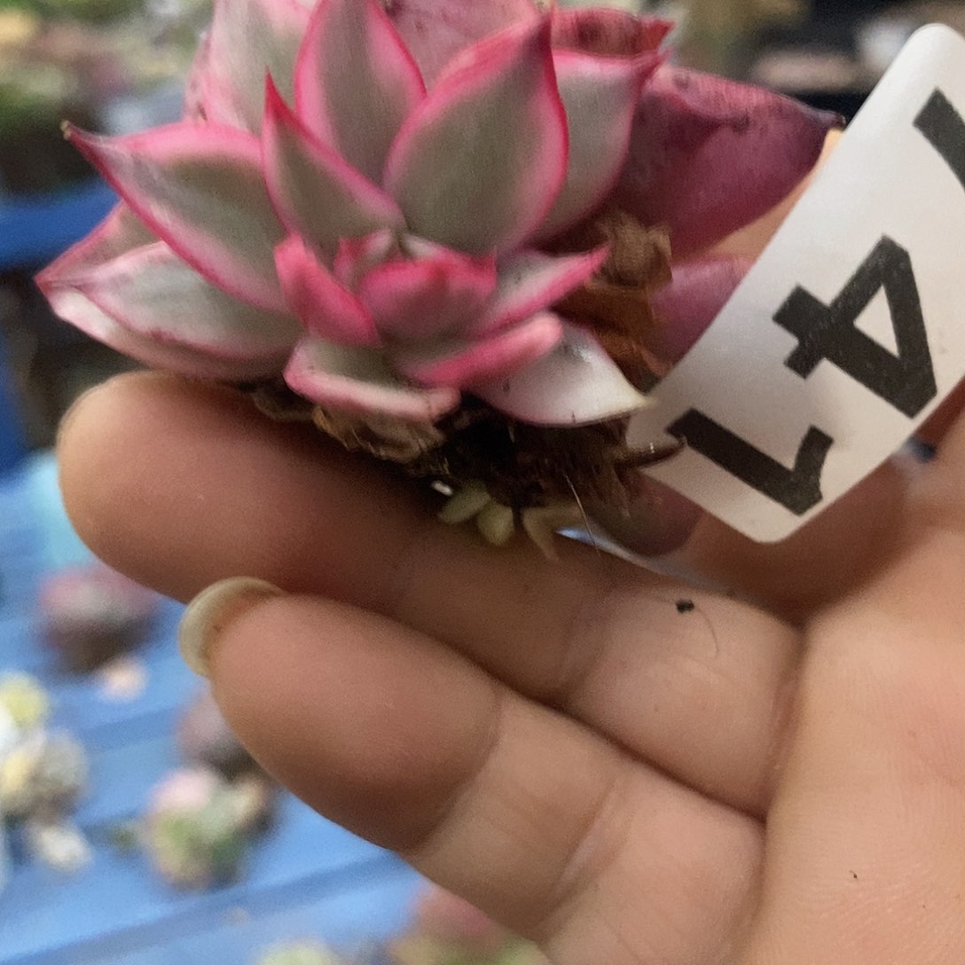 青*741吉赛尔锦多肉植物