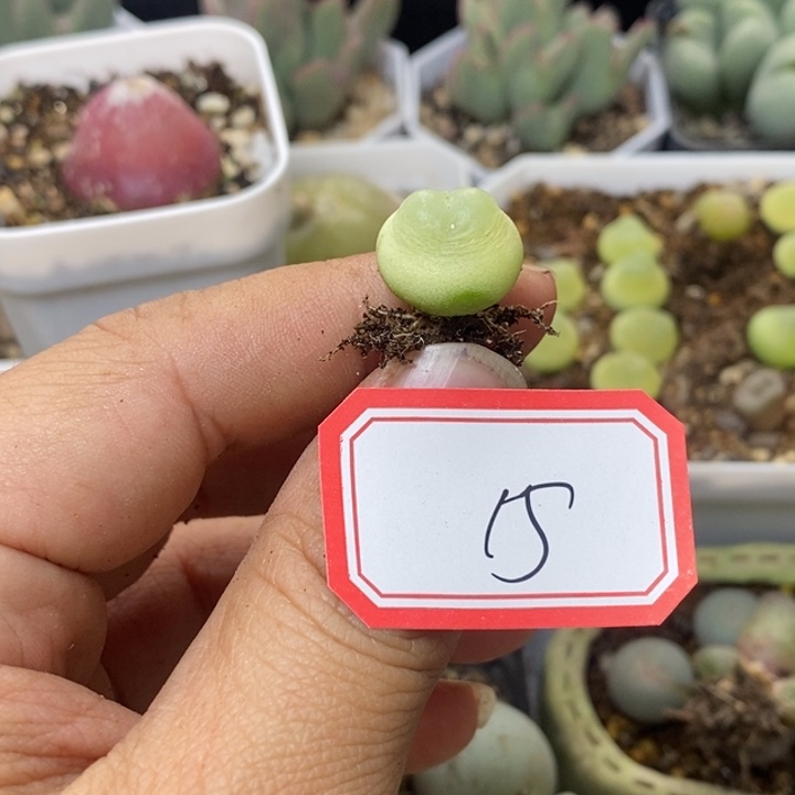 奶***—5686999989999999988