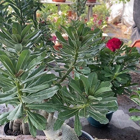 【闪购商品】无花朵云**轻