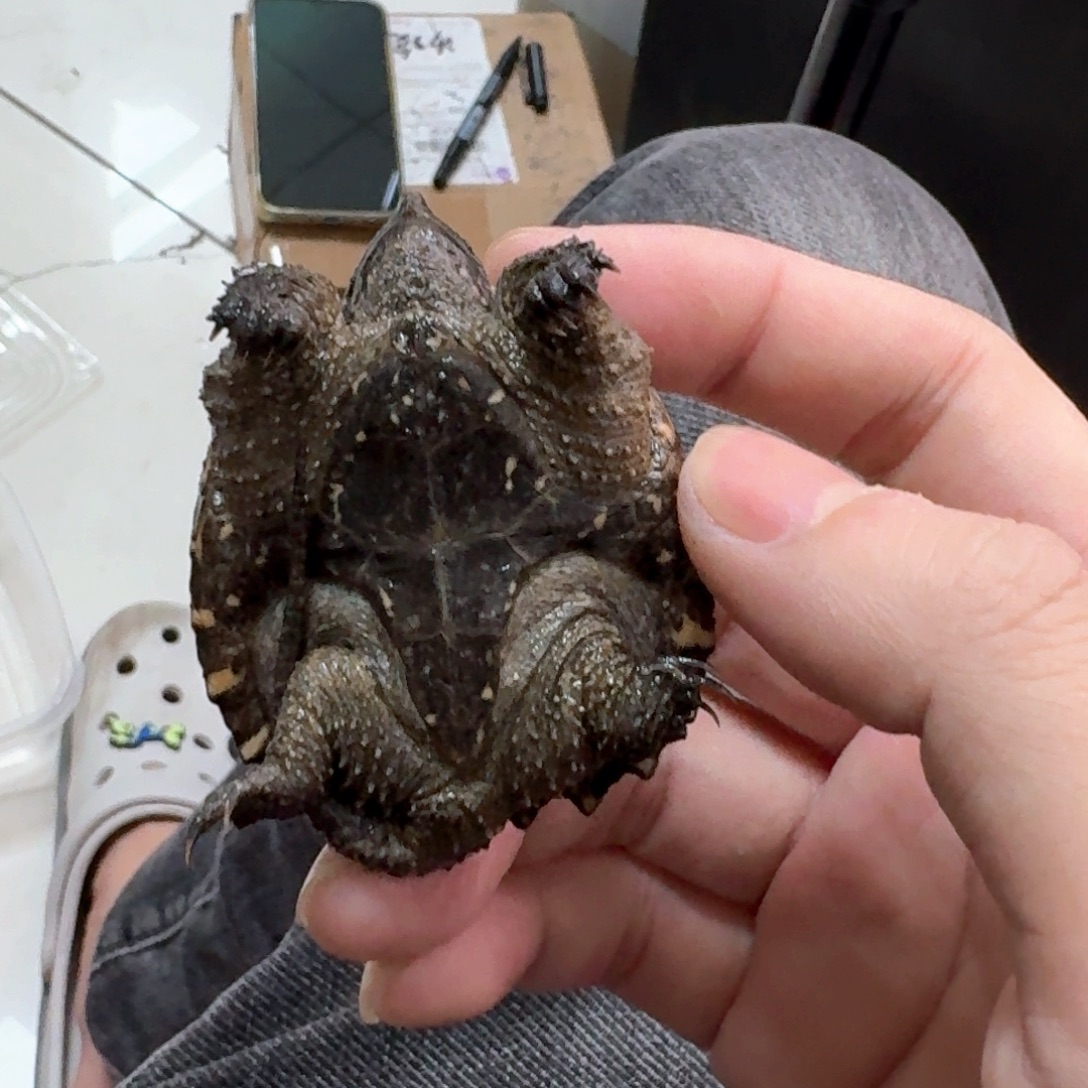 宠物龟不分公母111