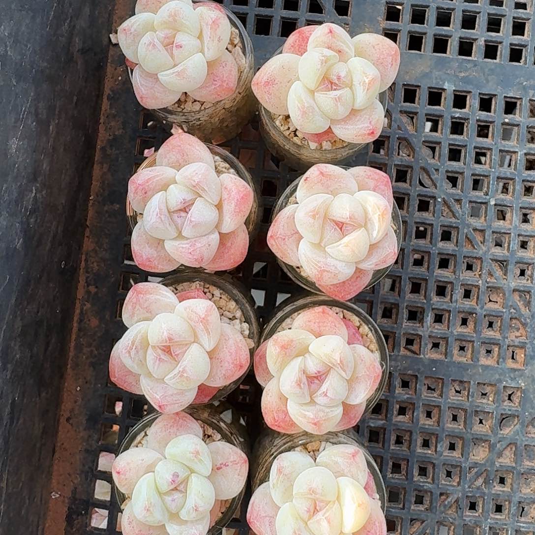 拍7发8一组单头冰玉带盆发货