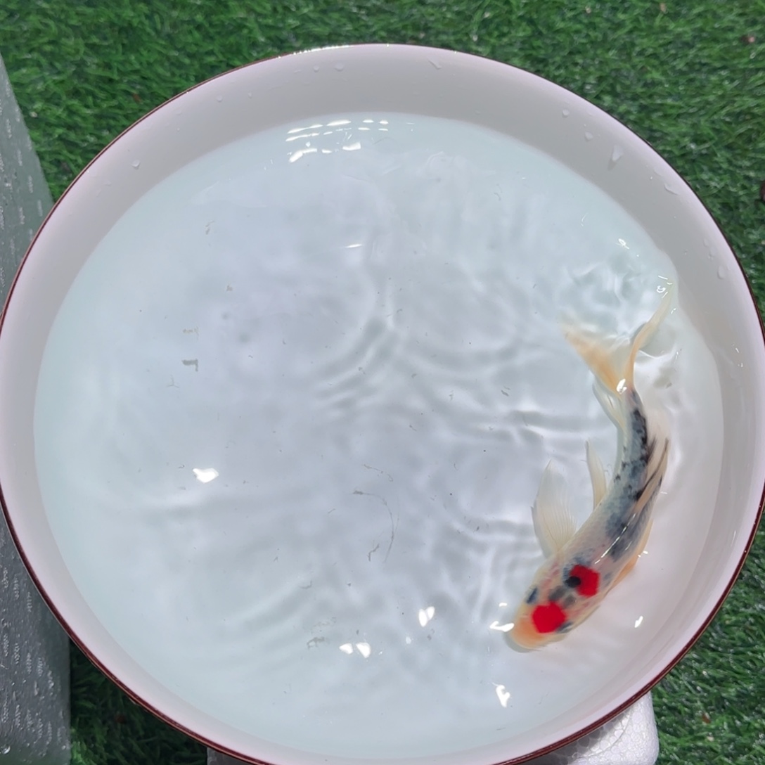 锦鲤锦鲤观赏鱼锦鲤