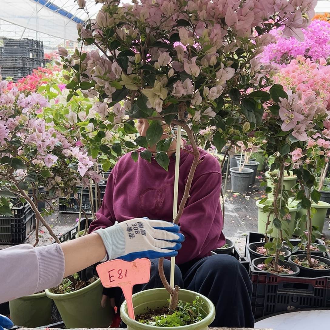 香****大部分花苞少量开放E81苹果花