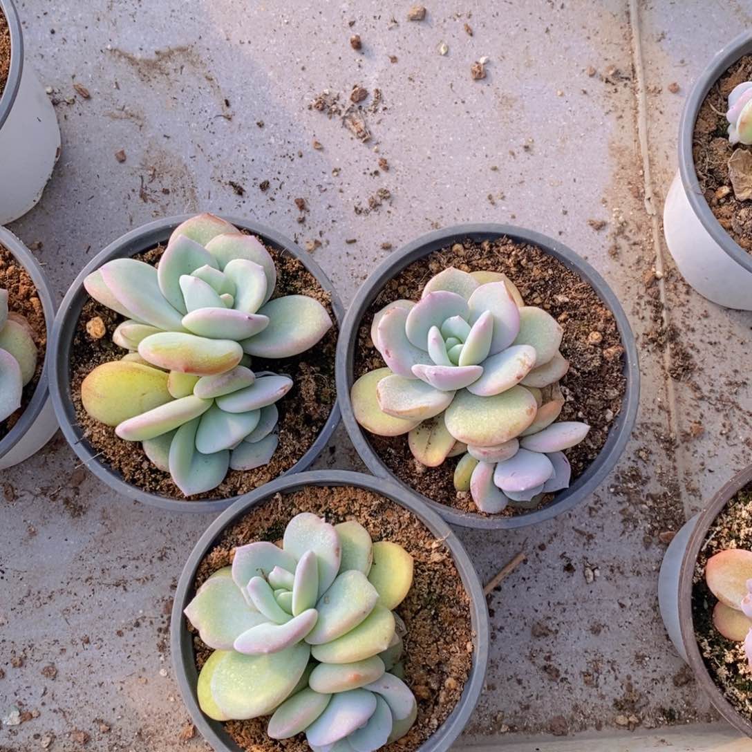 韩版奶茶双头3颗一组新年特价。