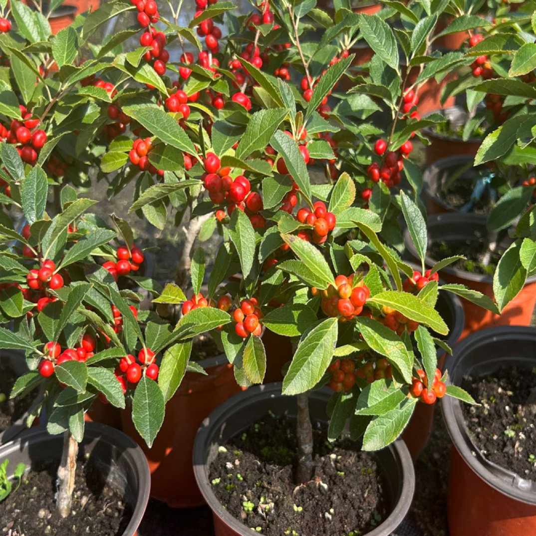 直播售卖北美冬青苗盆栽欧洲红果