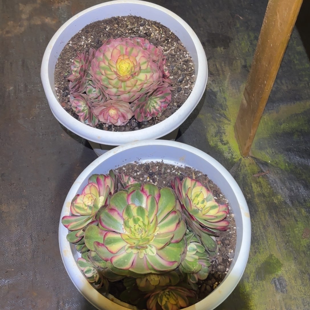 云南多肉植物组拍